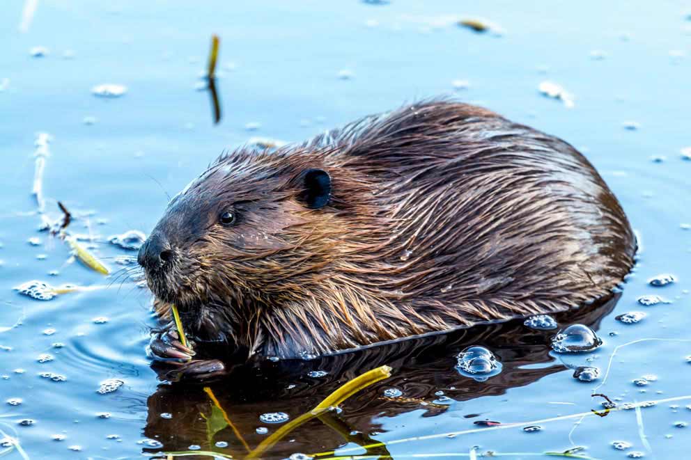A beaver eating vegetation in a pond.