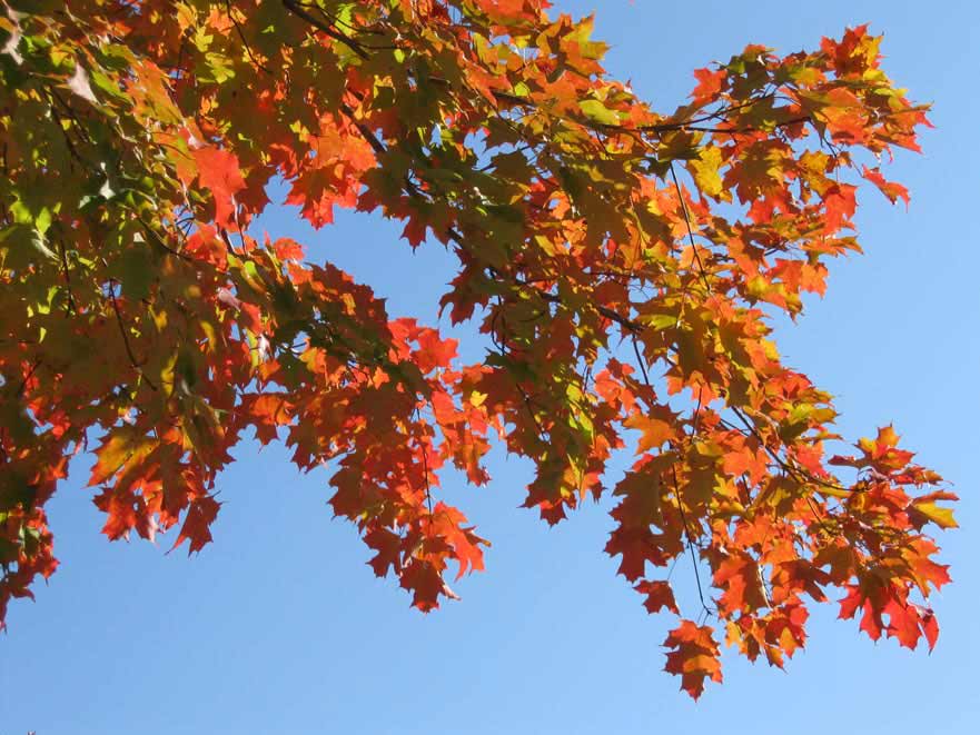 Branches and leaves of a maple tree displaying a range of autumn colours against a blue sky.