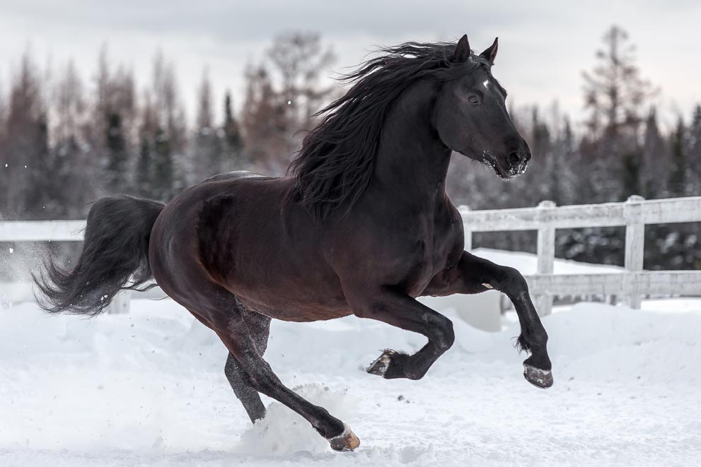 A dark-coated Canadian horse running in the snow.