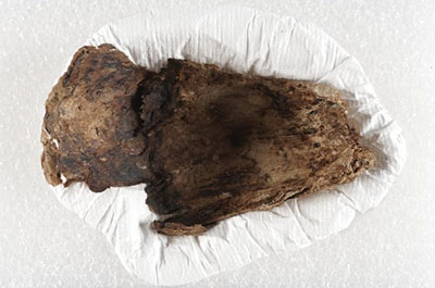 Un objet archéologique fragile fabriqué avec une corne de bœuf musqué dans un support creux pour la mise en réserve.