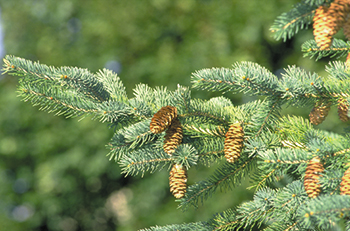 The tree of Manitoba, the white spruce