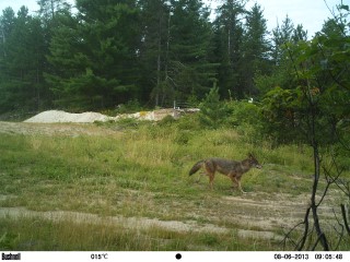 A wolf at Garrison Petawawa