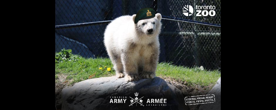 Slide - Honorary Corporal Juno is the first polar bear to “bear” an official rank.