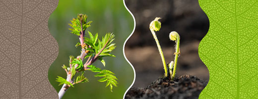 A crowd attends a show. The Canadian flag floats above it. On the left is written “Fête du Canada Day.” On the right, the “Canada” wordmark. 