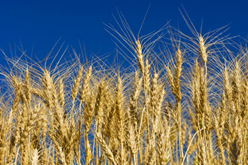 Wheat