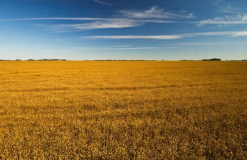 Field