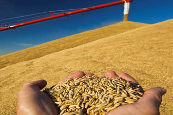 Des mains tenant des avoines près d¿une batteuse