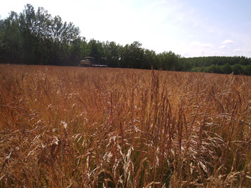 Harvesting creeping red fescue seed (photo credit: Peace Region Forage Seed Association)