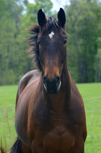 A horse on green pasture 