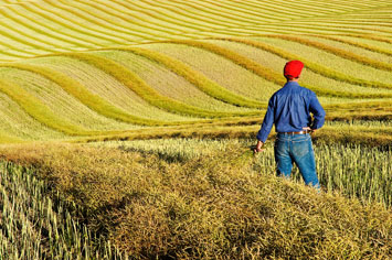 Man standing in grain field
The CGC will use the funding to help grain farmers access new world markets.