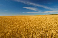 Wheat field