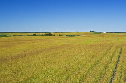 A flax field.