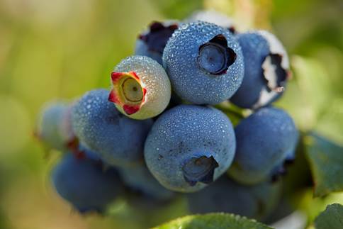 Blueberries