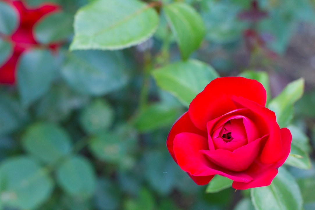 rose