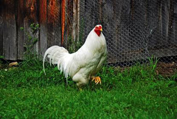 Une poule marche sur l¿herbe devant une clôture