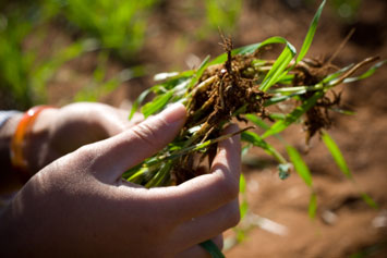 Les racines d¿une plante cultivée selon les méthodes organiques