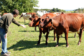 A man reaches out to touch a cow