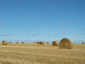 Round straw bales on PEI