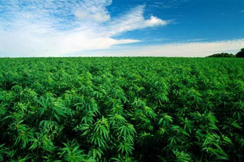 Plants de chanvre dans un champ