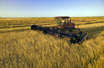 Récolte du blé