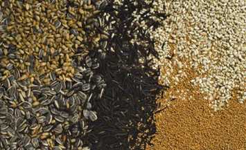 A variety of oilseeds and pulses