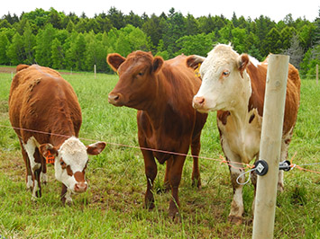 Cattle in pasture
