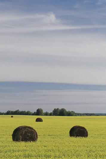 canola field