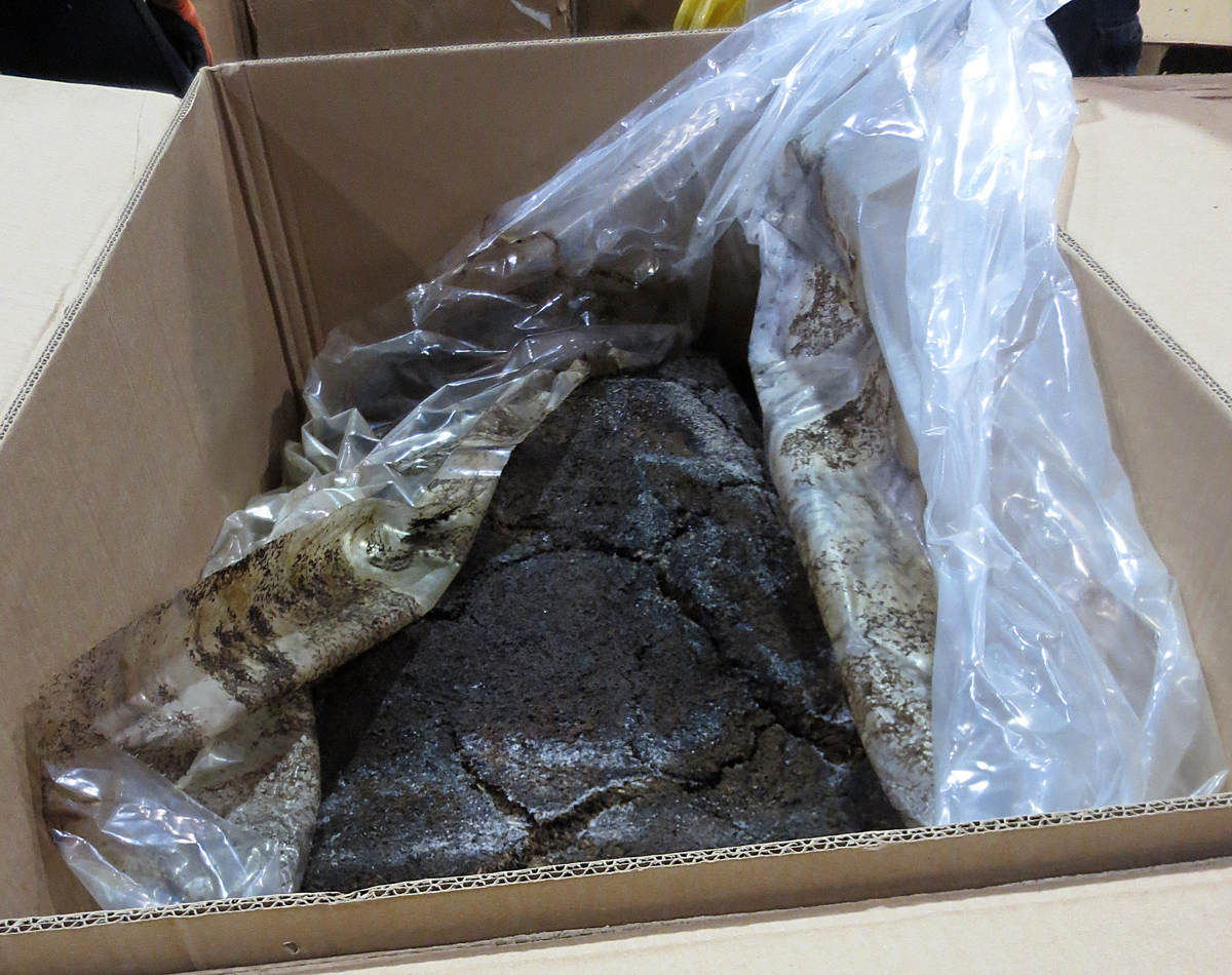 Mouldy tobacco seized during the CBSA investigation.