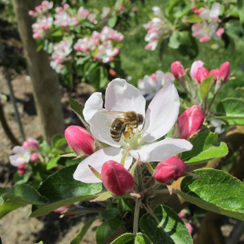 Bee on apple blossom