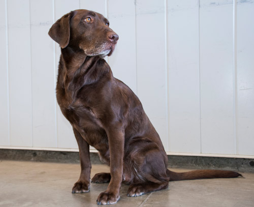 Detector Dog Holly in a vehicle examination bay at North Portal.
