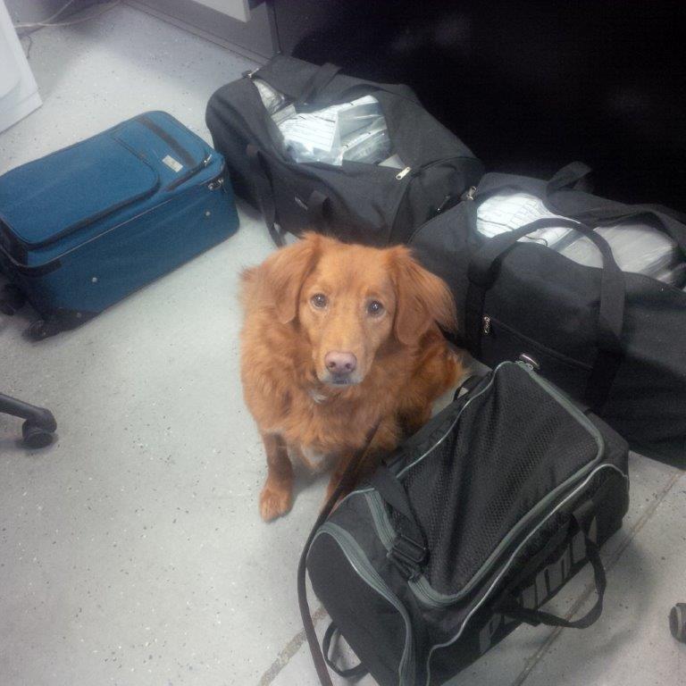 Photo: Detector Dog Shaggy with four bags that contained a total of 98.8 kilograms of suspected cocaine seized at the Lansdowne (Thousand Islands) port of entry on October 5, 2016.