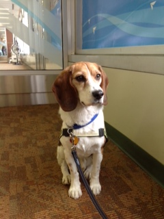 Detector Dog Max 