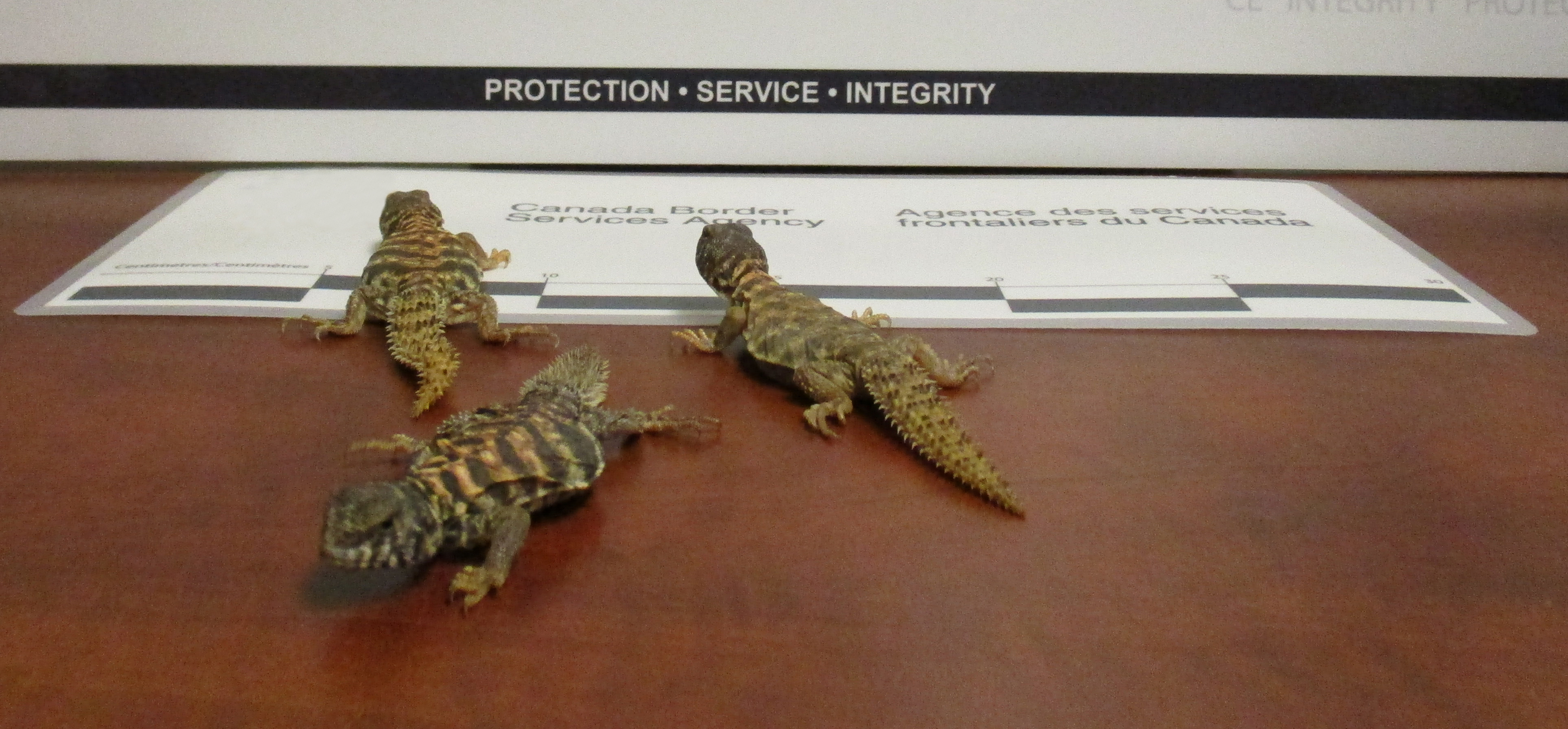 Infant lizards seized by border services officers at the Abbotsford-Huntingdon port of entry. 
