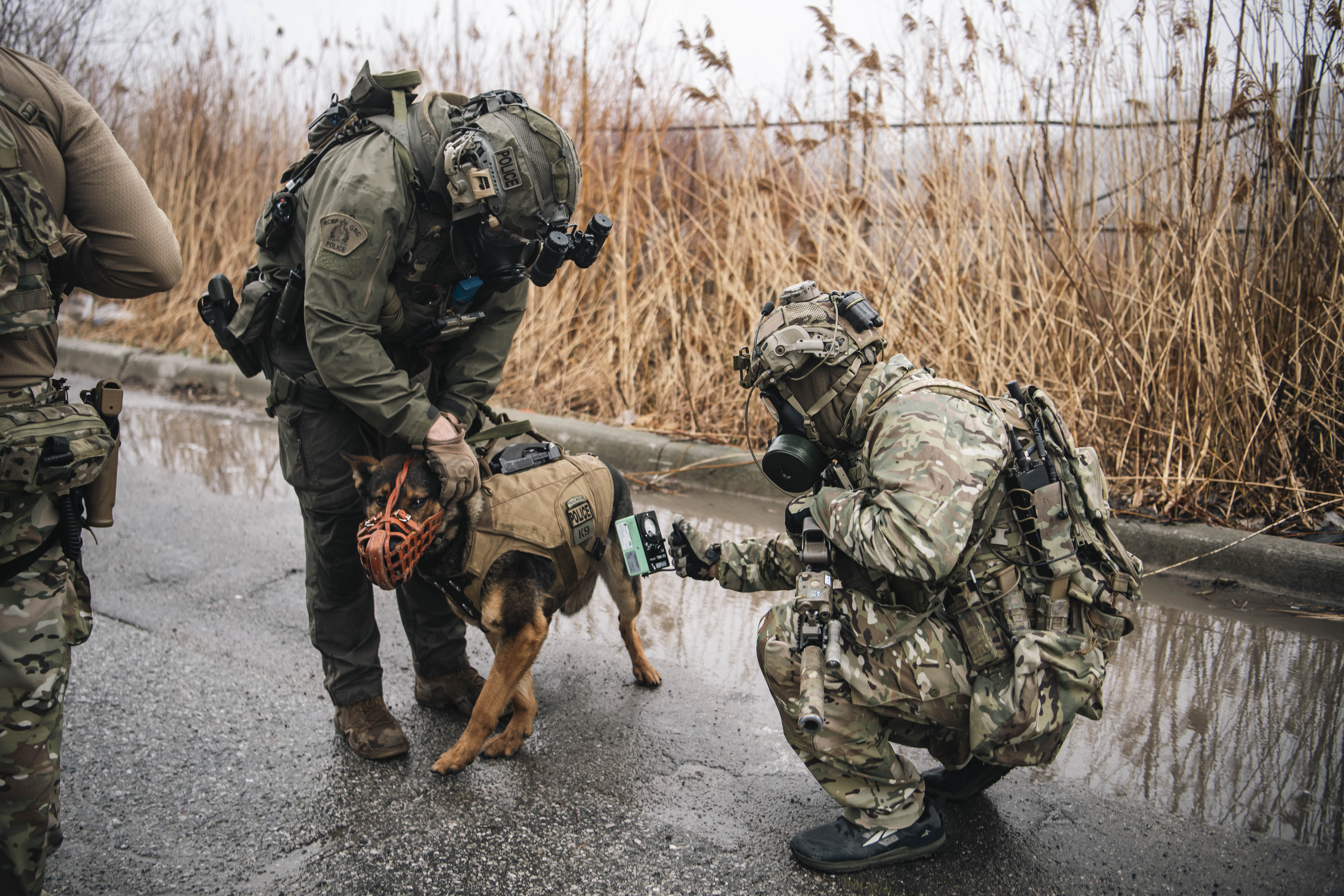 Un militaire portant un uniforme, une veste de transport et un casque à motif de camouflage dans de nombreux tons de vert ainsi qu’une carabine est accroupi et tient un appareil métallique vert pâle avec une petite poignée, pointé vers un chien brun et noir portant une veste brune avec un écusson sur le côté disant RCMP K9 (K9 GRC). Le chien porte une muselière rouge et est tenu par une personne portant un uniforme et un équipement de combat verts avec un écusson de la GRC à l’épaule. Ils se tiennent debout sur des pavés mouillés avec de grands roseaux et un ciel gris en arrière-plan.