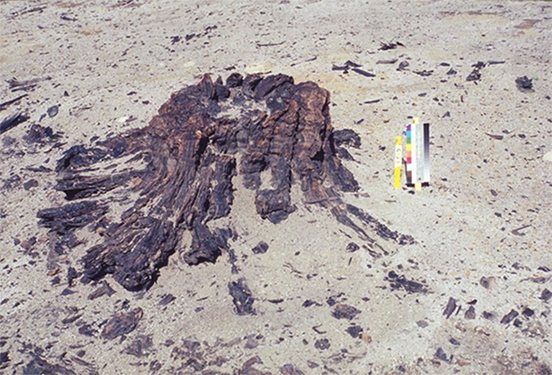 Souche noire et brune de +/- 40 millions d’années émergeant de la toundra sableuse avec charte des couleurs et piquet d’identification placés à côté