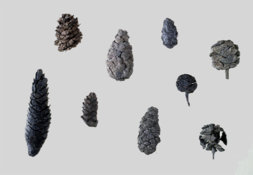 Assortiment de cônes d’arbres noirs et gris bien conservés et récupérés de la forêt fossile après avoir été traités avec un revêtement de parylène