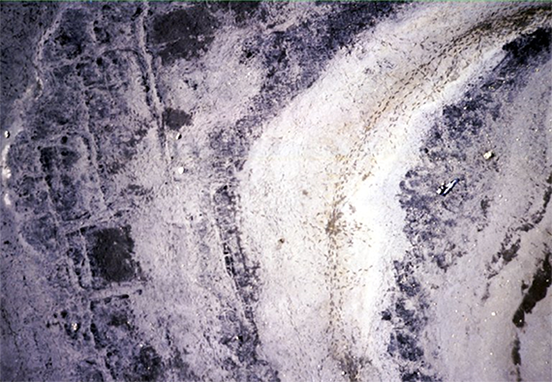 Photographie aérienne du site de la forêt fossile prise par cerf volant et qui montre les polygones de toundra (érosion) et les souches fossilisées