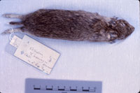 Original tags attached to an Octodon degu.