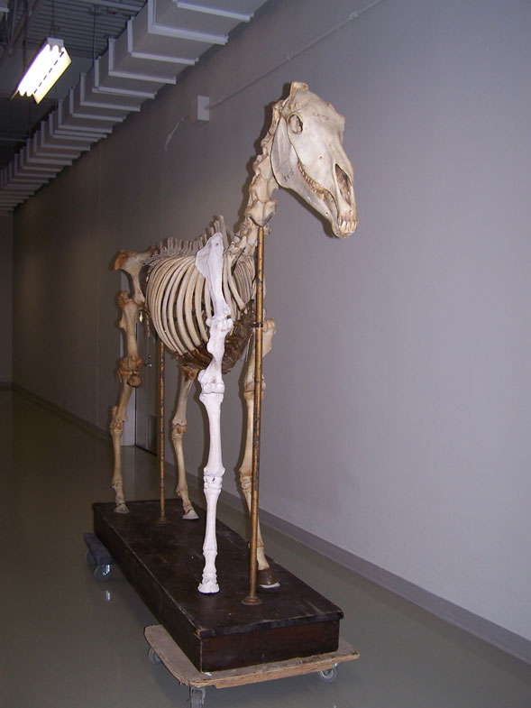 Three legged horse specimen.
