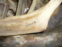Spécimen de squelette avec le numéro écrit à l'encre directement sur l'os.