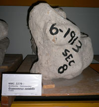 Étiquette d'étagère et numéros d'identification sur des porte-fossiles.