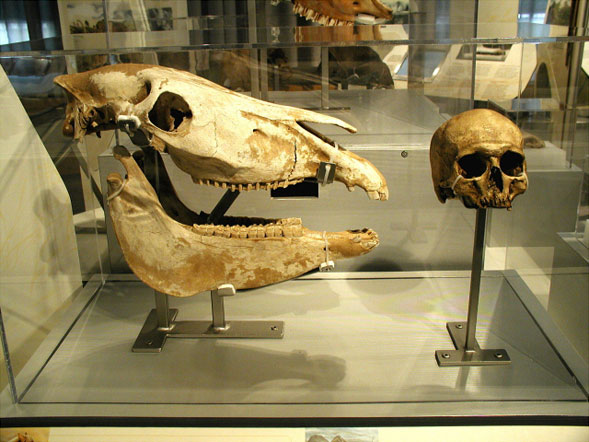 A pair of mounted Ice Age Mammal artifacts.