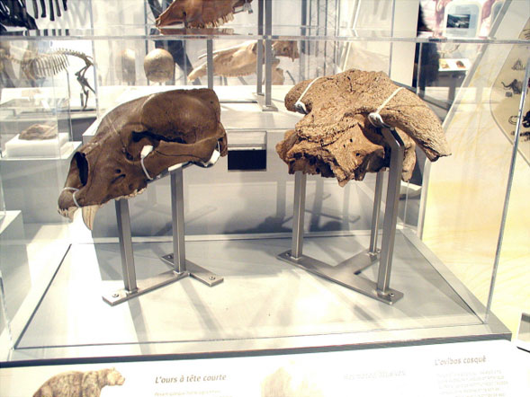 Another pair of mounted Ice Age Mammal artifacts.