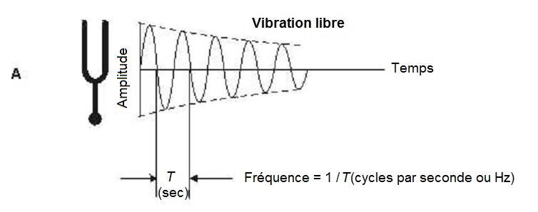 Vibration libre d'un diapason, amplitude, temps, et fréquence (cycles par seconde ou Hz).