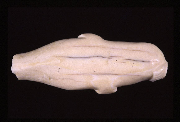 Sculpture inuite en ivoire.