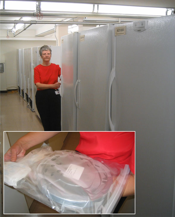 Conservator standing beside stand-up freezers. Inset, double bagged object.