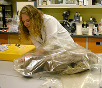 Une restauratrice place le manteau de fourrure dans un sac scellé dans le laboratoire.