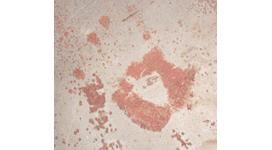 Touching unrusted iron can result in fingerprints or, as shown in this photograph, handprints.