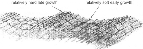 Diagram with detail of the wood grain showing a repeating pattern of larger cells next to denser cells.