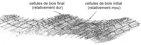 Représentation en détail du grain du bois montrant un motif répétitif de cellules plus grosses à côté de cellules plus denses.
